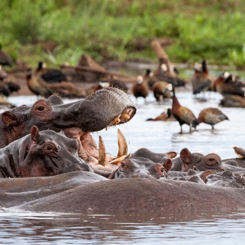 sometimes in africa lake manyara