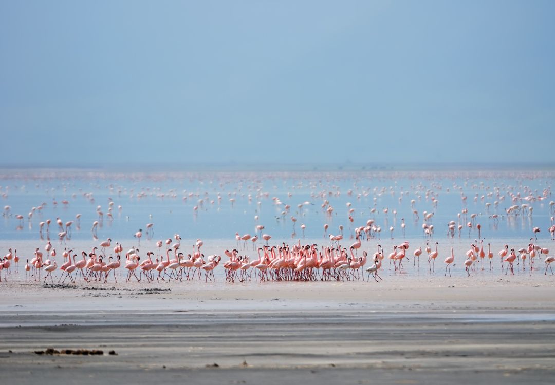 sometimes in africa manyara