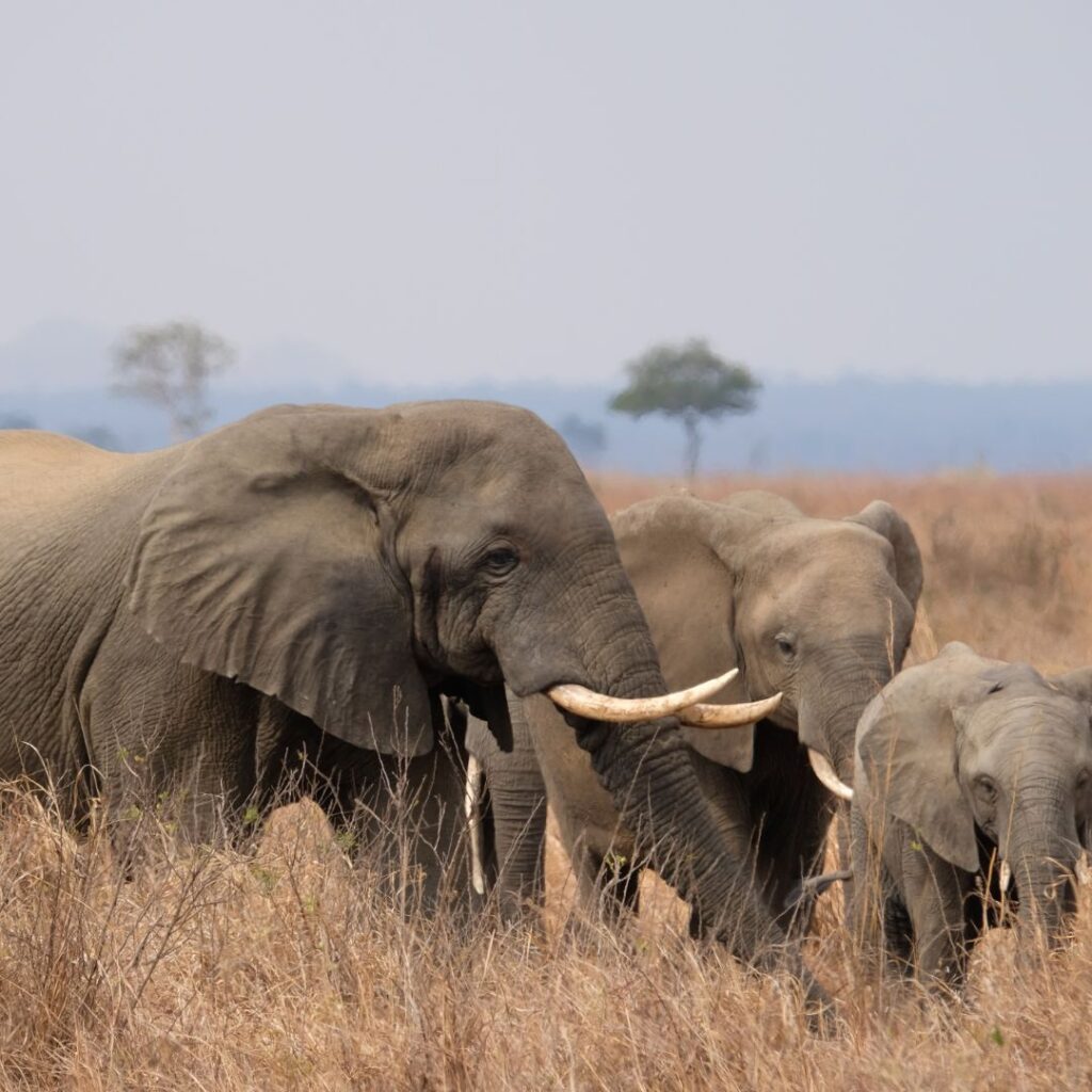 sometimes in africa mikumi(1)
