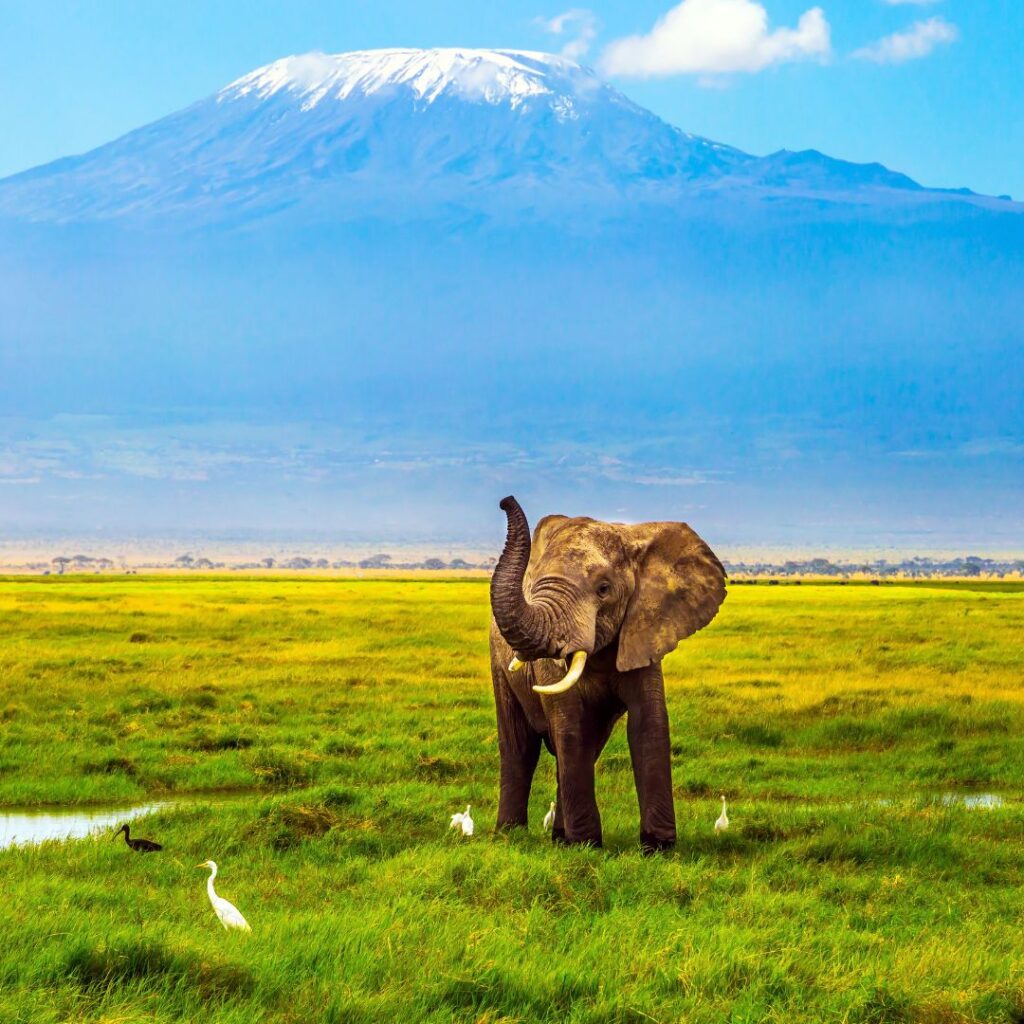 sometimes in africa mount kilimanjaro