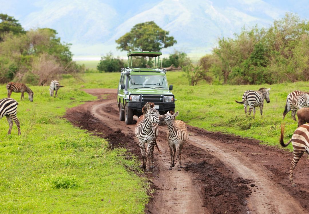 sometimes in africa ngorongoro(1)