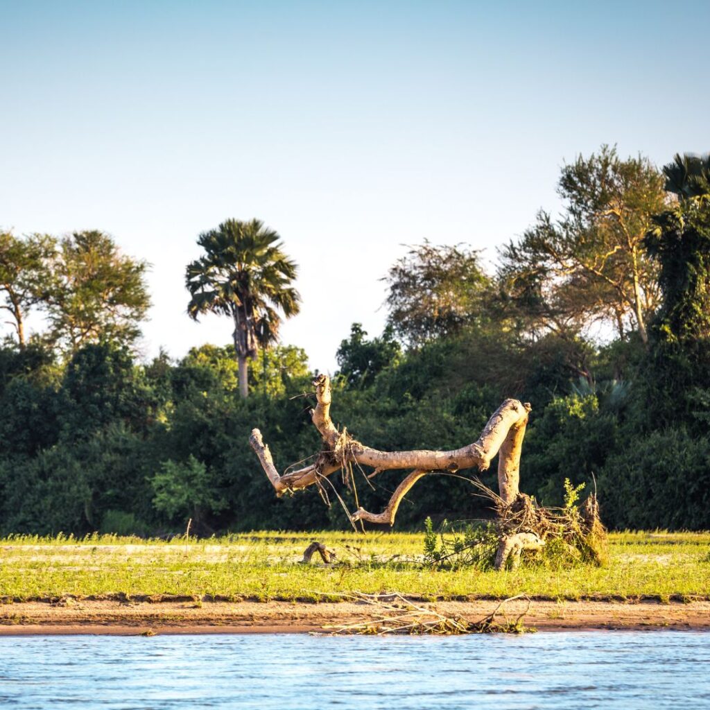 sometimes in africa ruaha