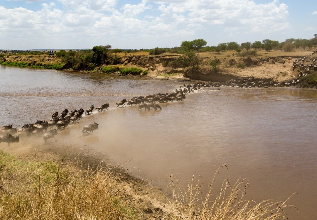 sometimes in africa serengeti migration