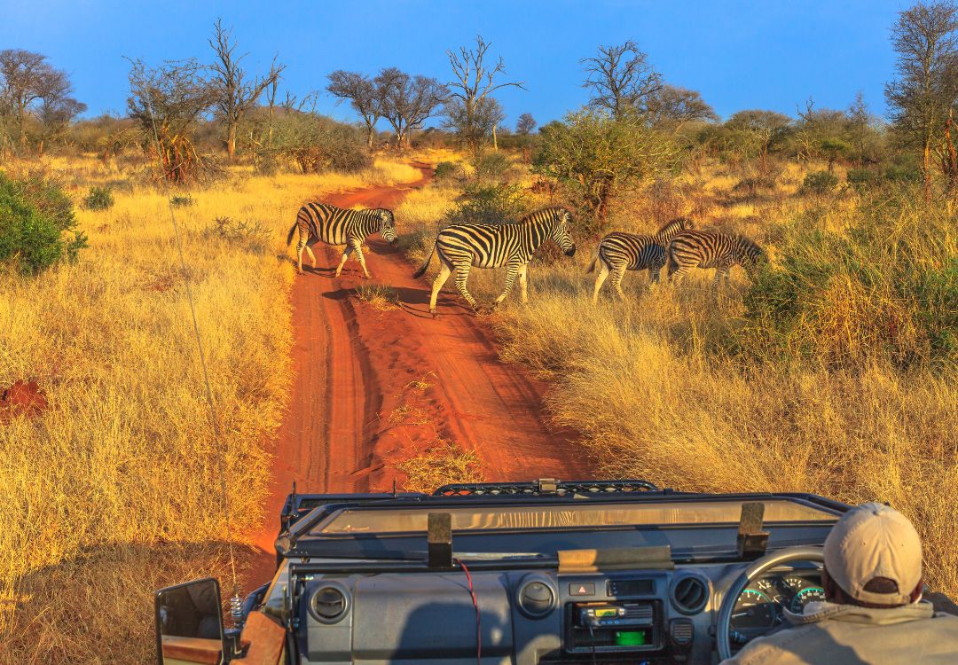 sometimes in africa serengeti(1)