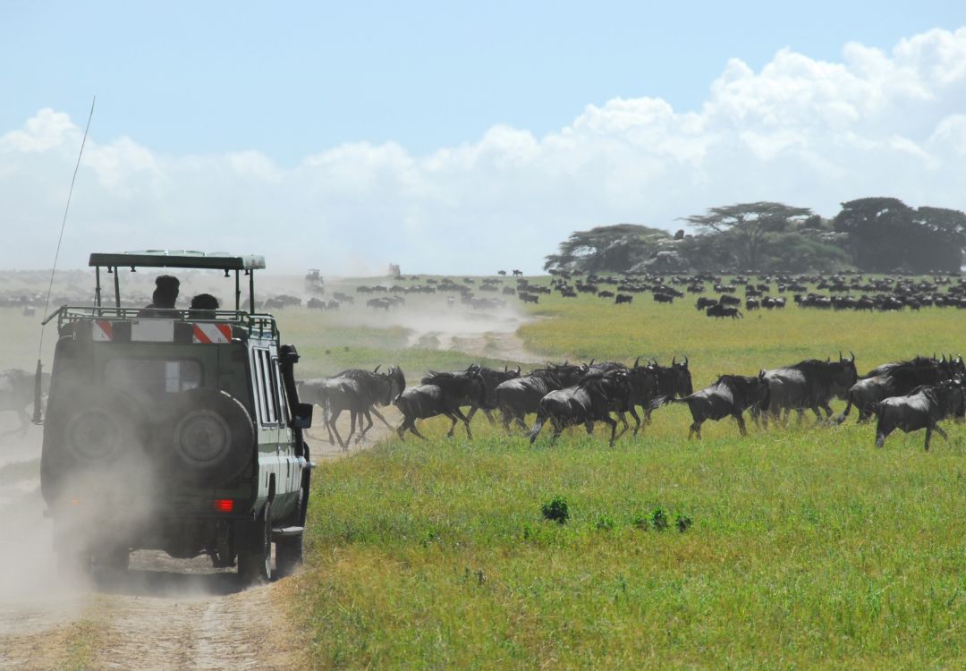 sometimes in africa serengeti(4)