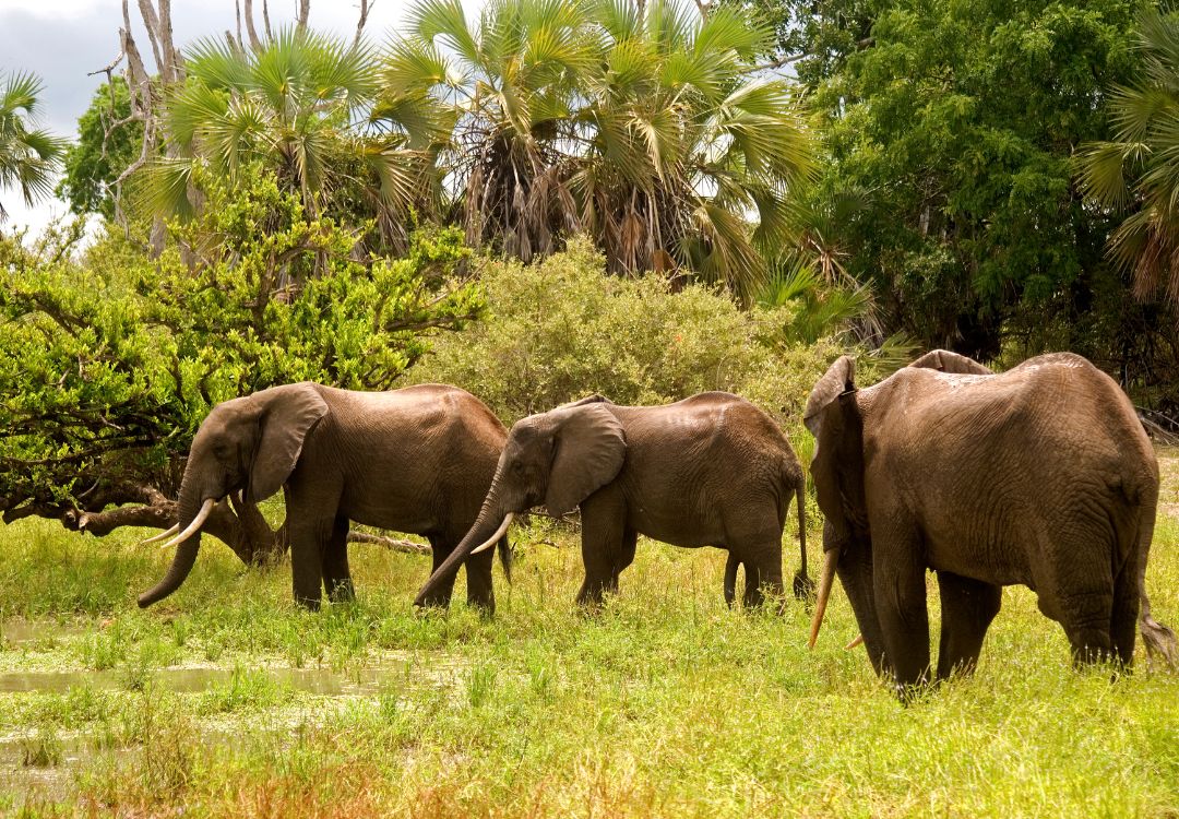 sometimes in africa elephant