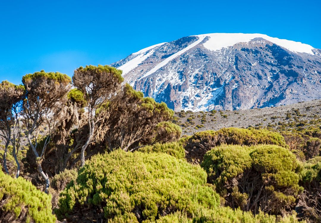 sometimes in africa kilimanjaro(21)