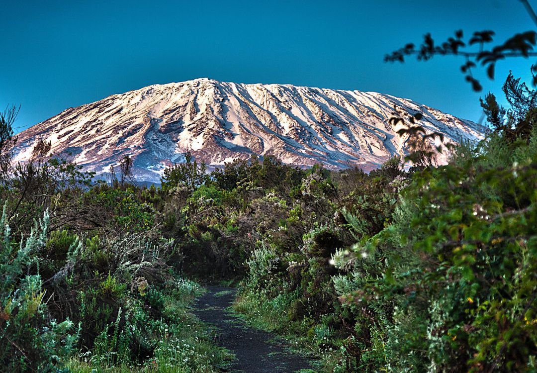sometimes in africa kilimanjaro(3)
