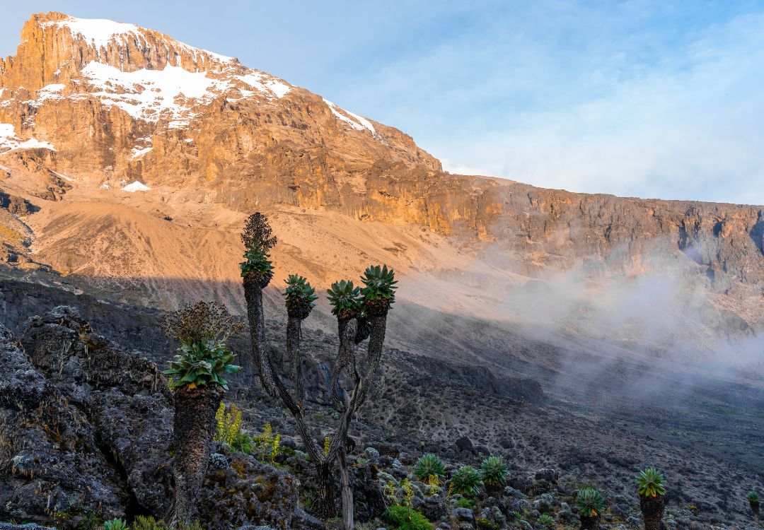 sometimes in africa kilimanjaro(4)