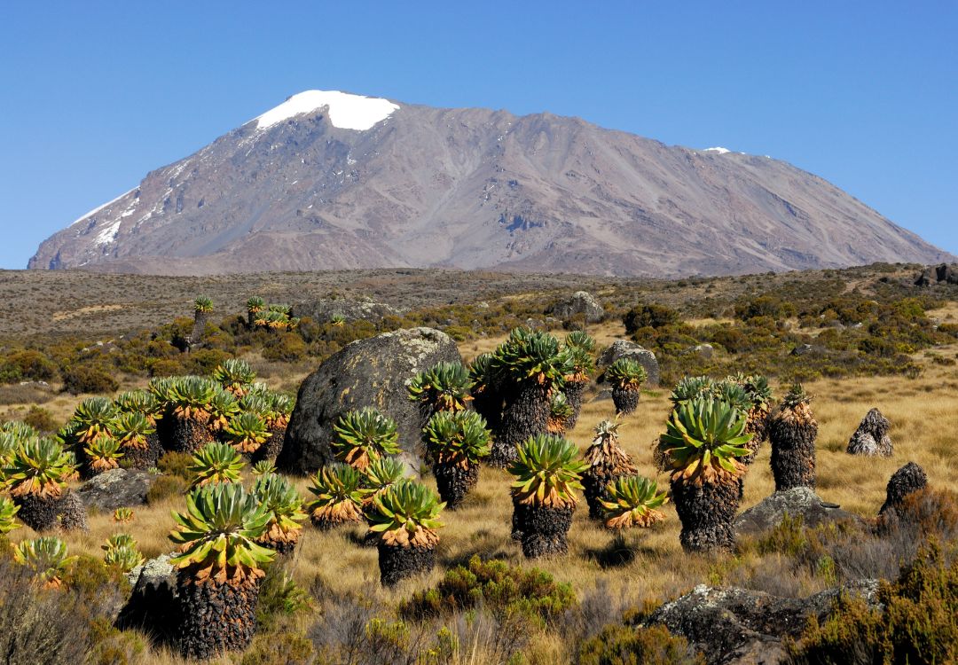 sometimes in africa kilimanjaro(5)