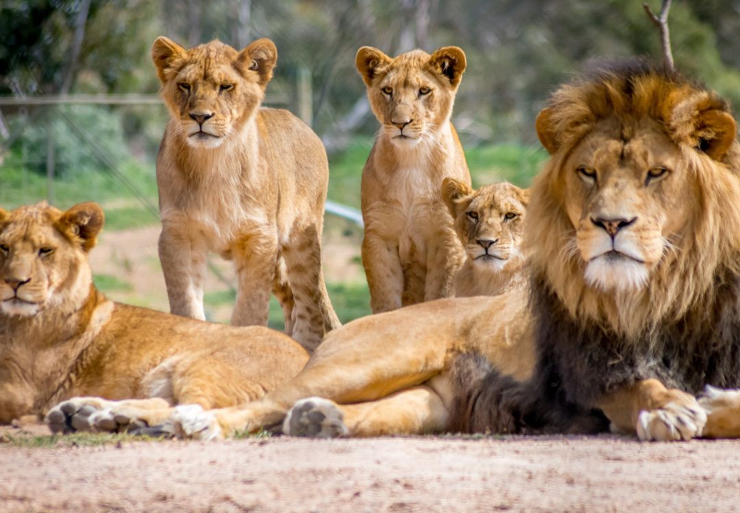 sometimes in africa lion