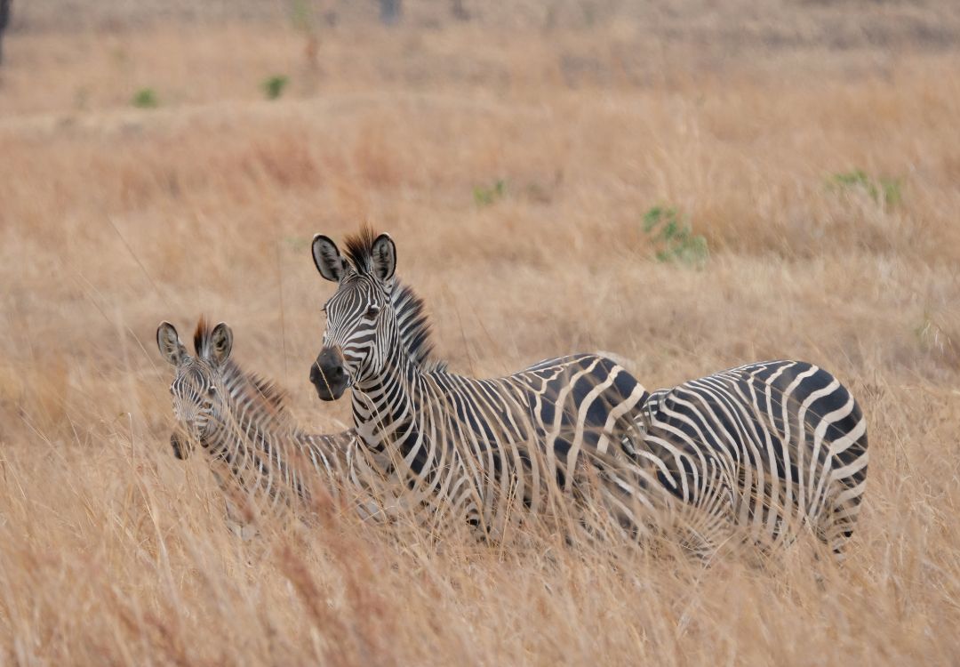 sometimes in africa mikumi