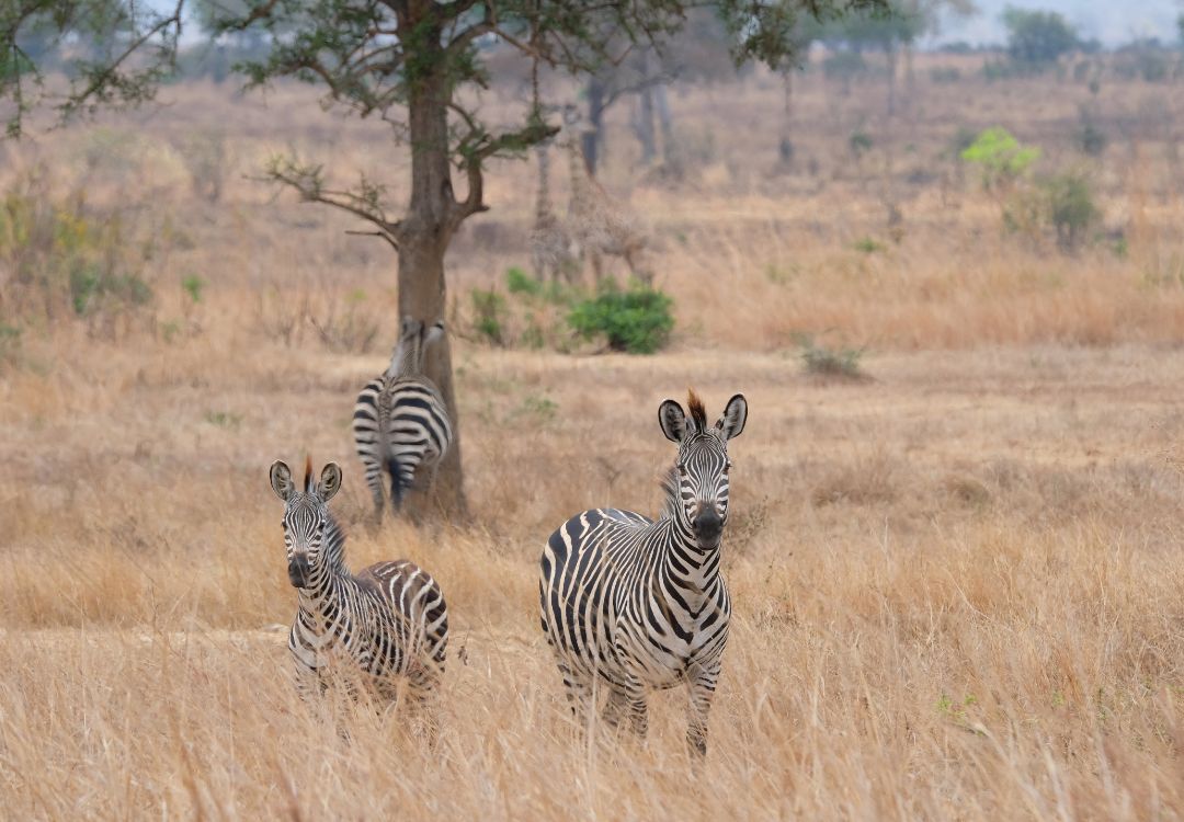 sometimes in africa mikumi(1)