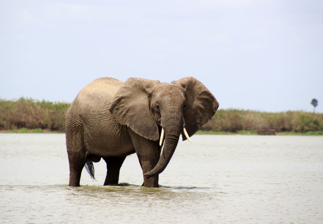 sometimes in africa selous(1)