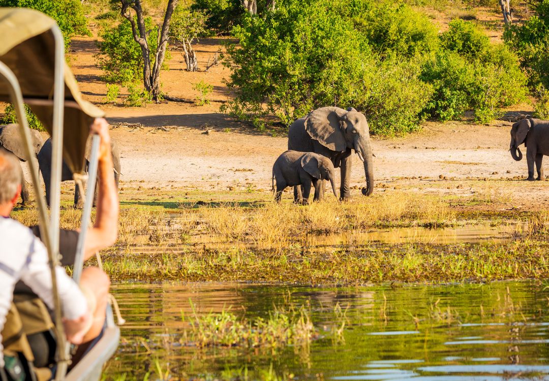 sometimes in africa wildlife
