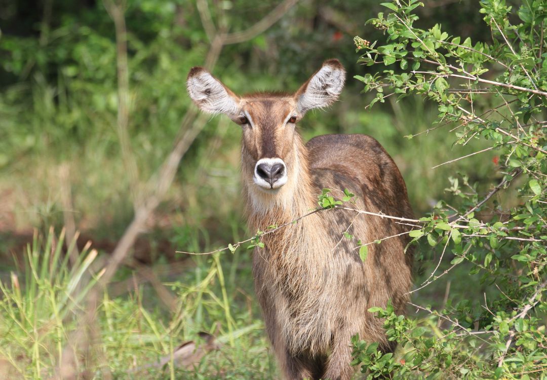 sometimes in africa(11)