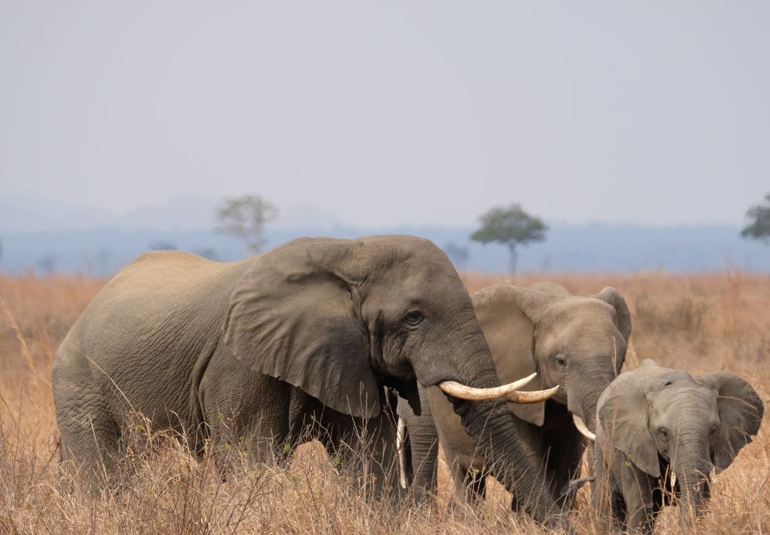 sometimes in africa(12)