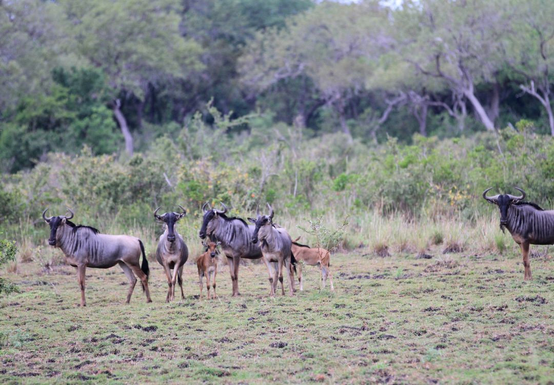 sometimes in africa(18)