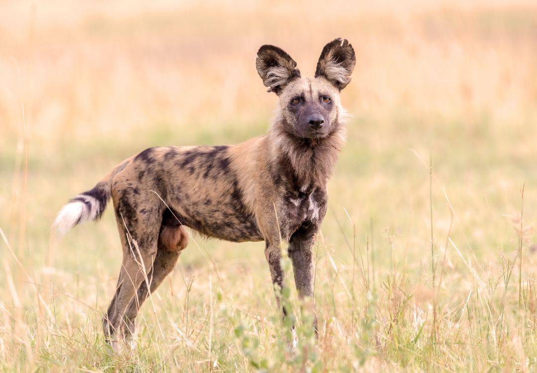 sometimes in africa(19)