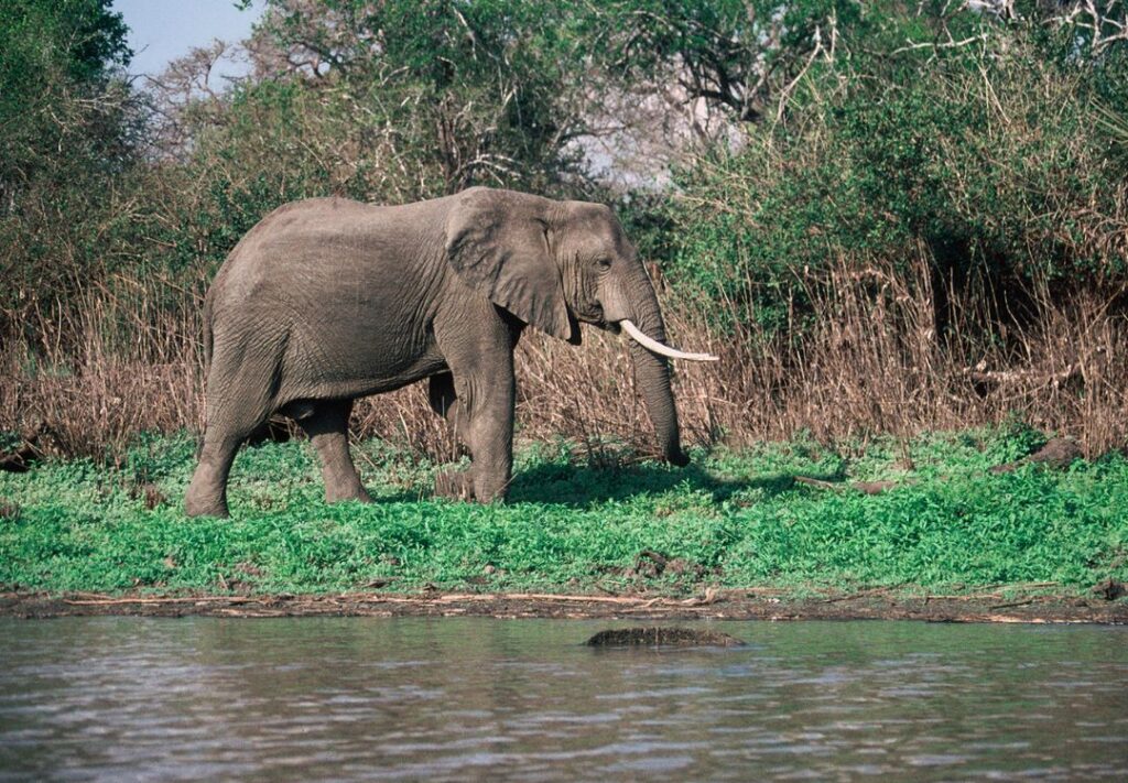 sometimes in africa(20)
