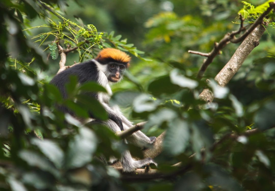 sometimes in africa(25)