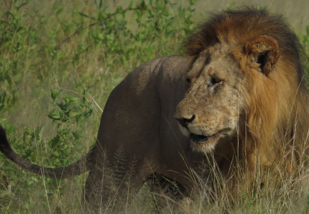 sometimes in africa(28)