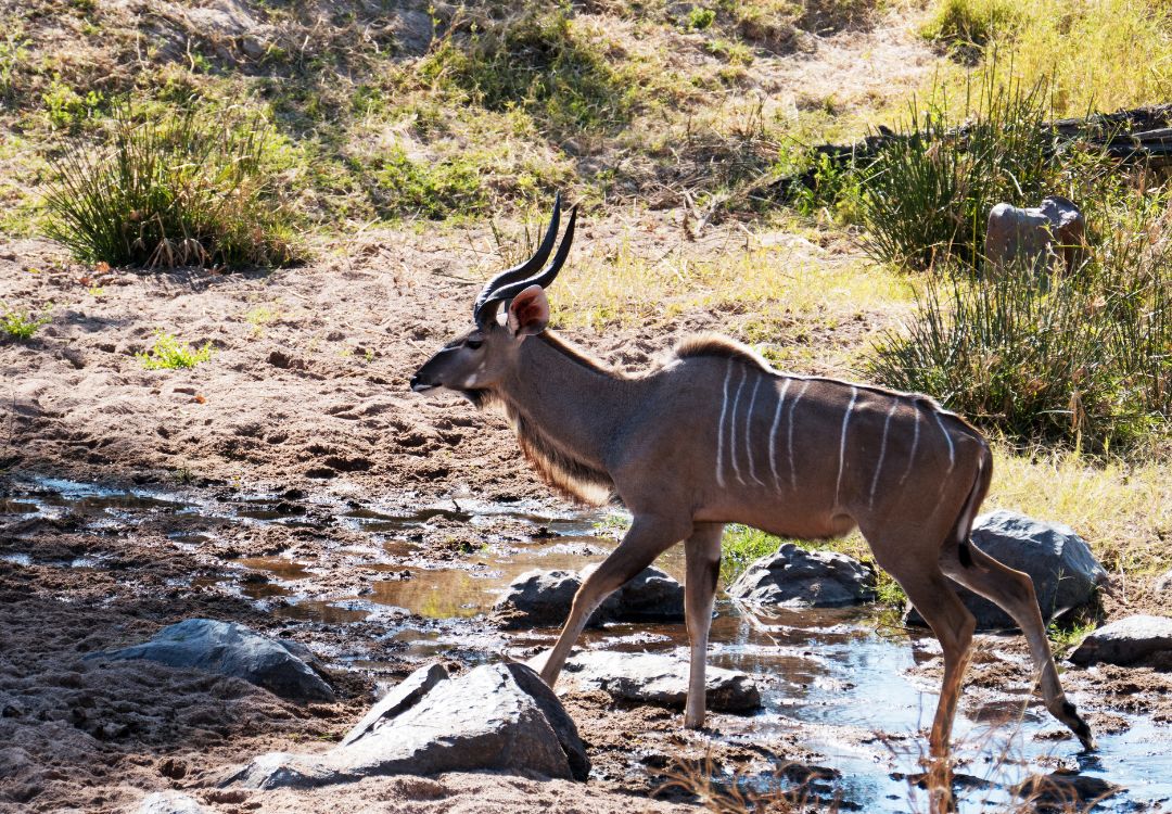sometimes in africa(30)
