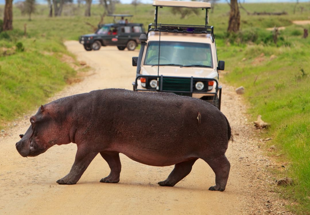 sometimes in africa(4)