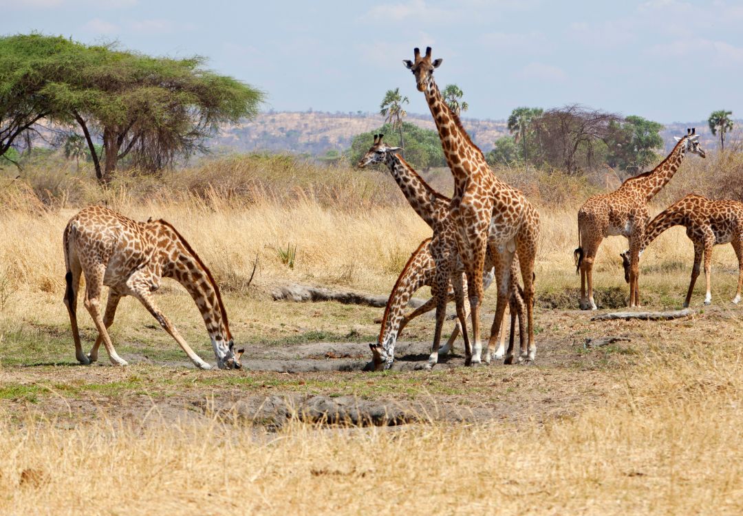 sometimes in africa(40)
