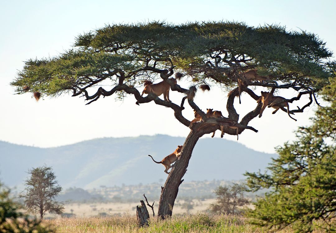 sometimes in africa(41)