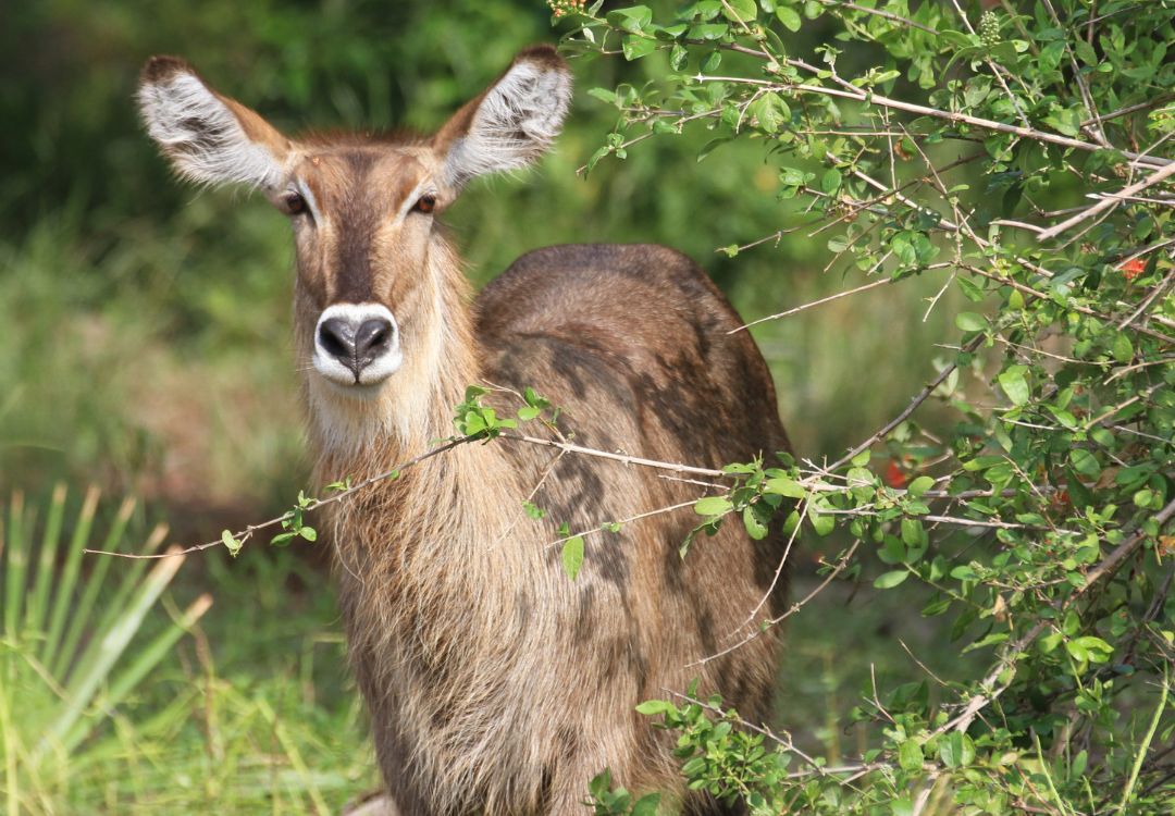 sometimes in africa(42)