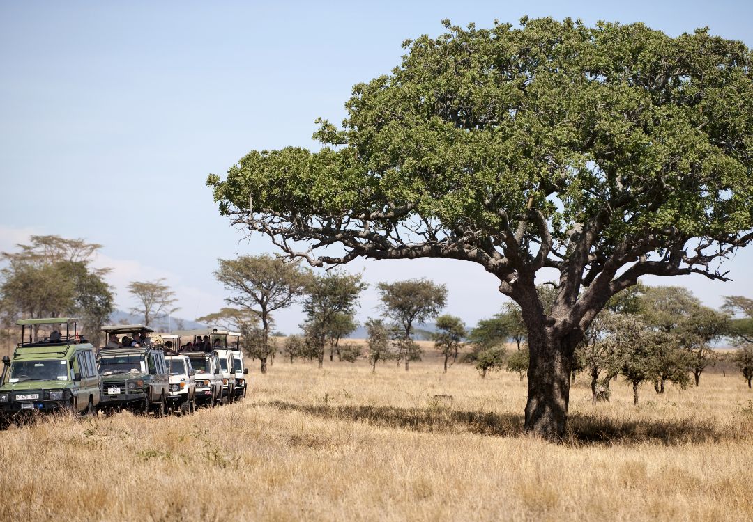 sometimes in africa(53)