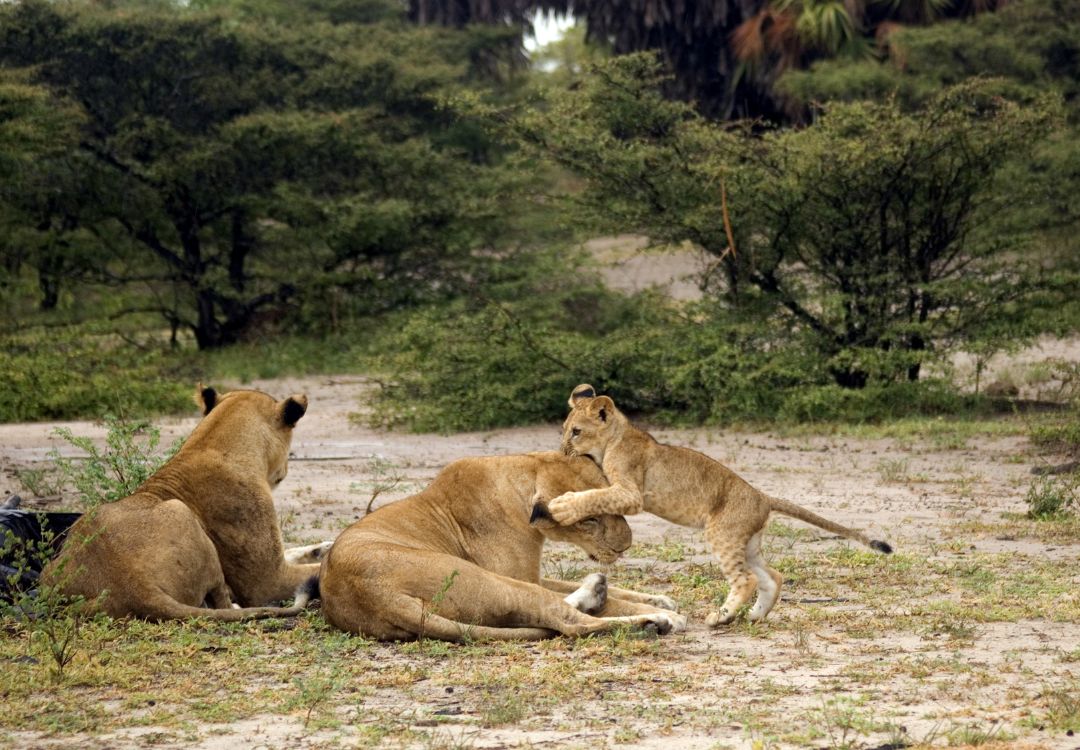 sometimes in africa(54)