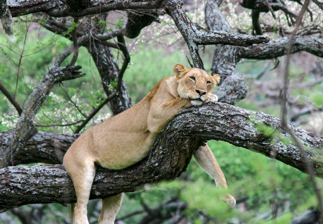 sometimes in africa(55)