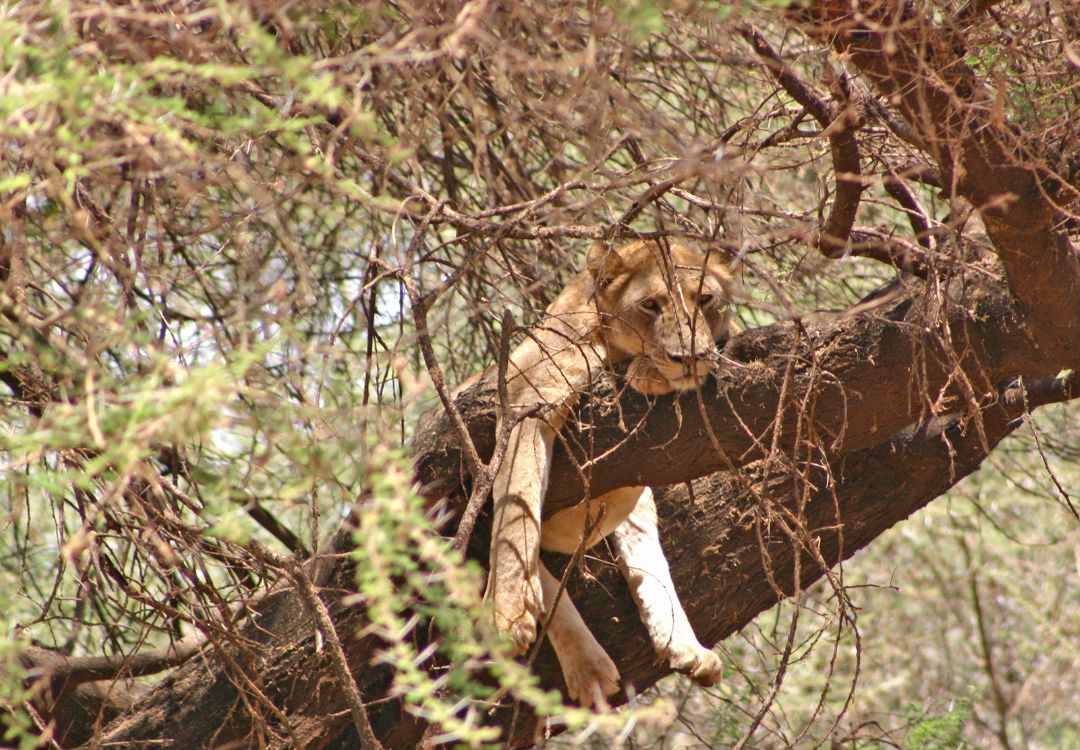 sometimes in africa(6)
