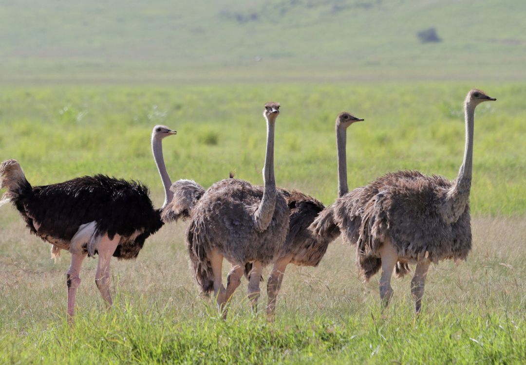 sometimes in africa(66)