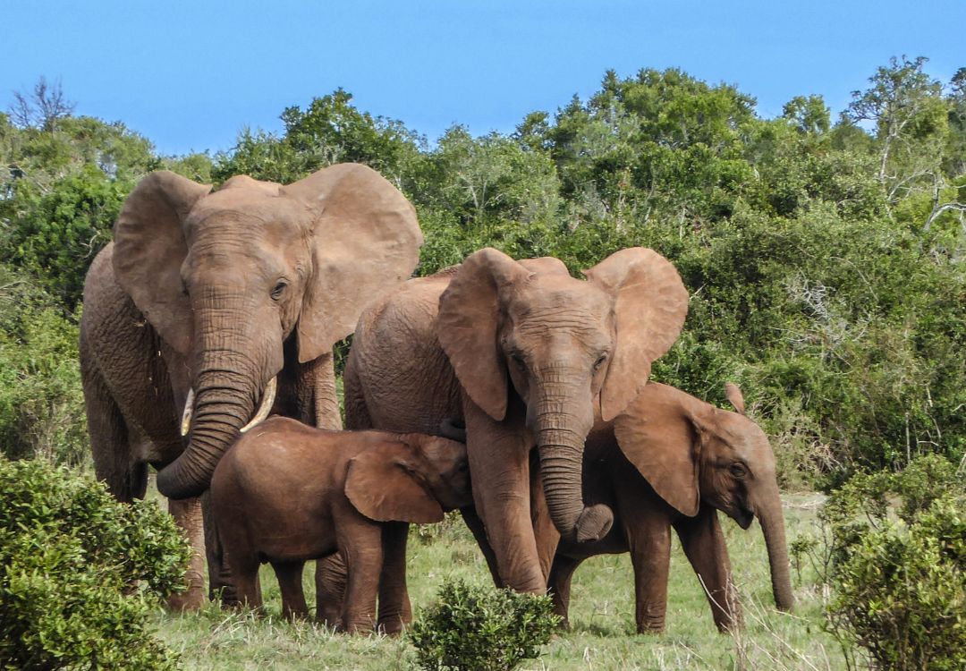 sometimes in africa(70)