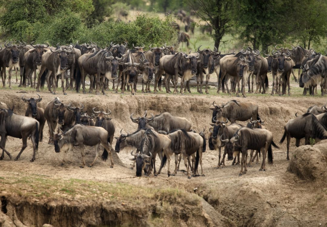 sometimes in africa(73)
