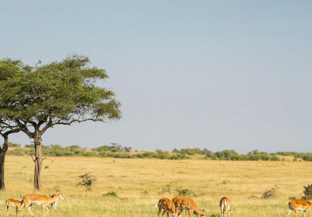 sometimes in africa(75)