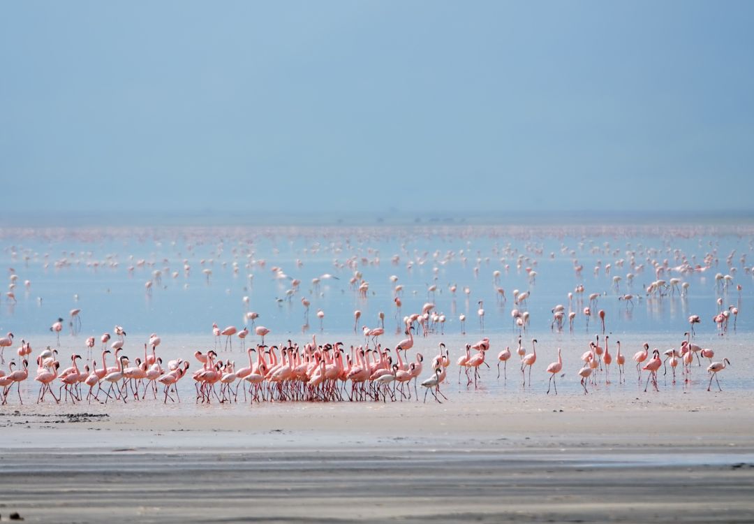 sometimes in africa(78)
