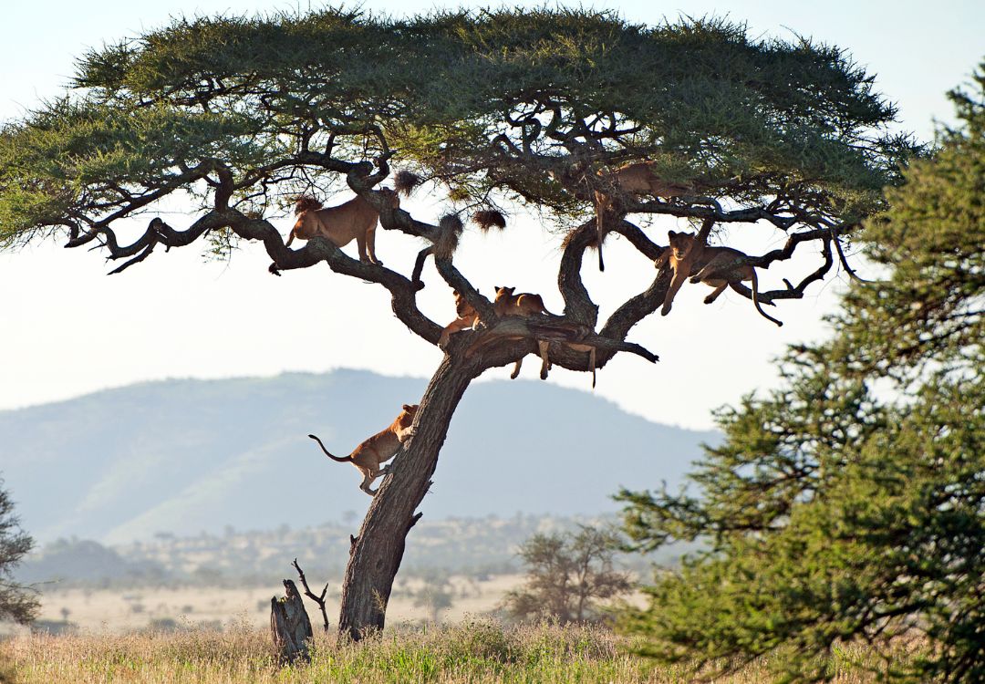 sometimes in africa(79)