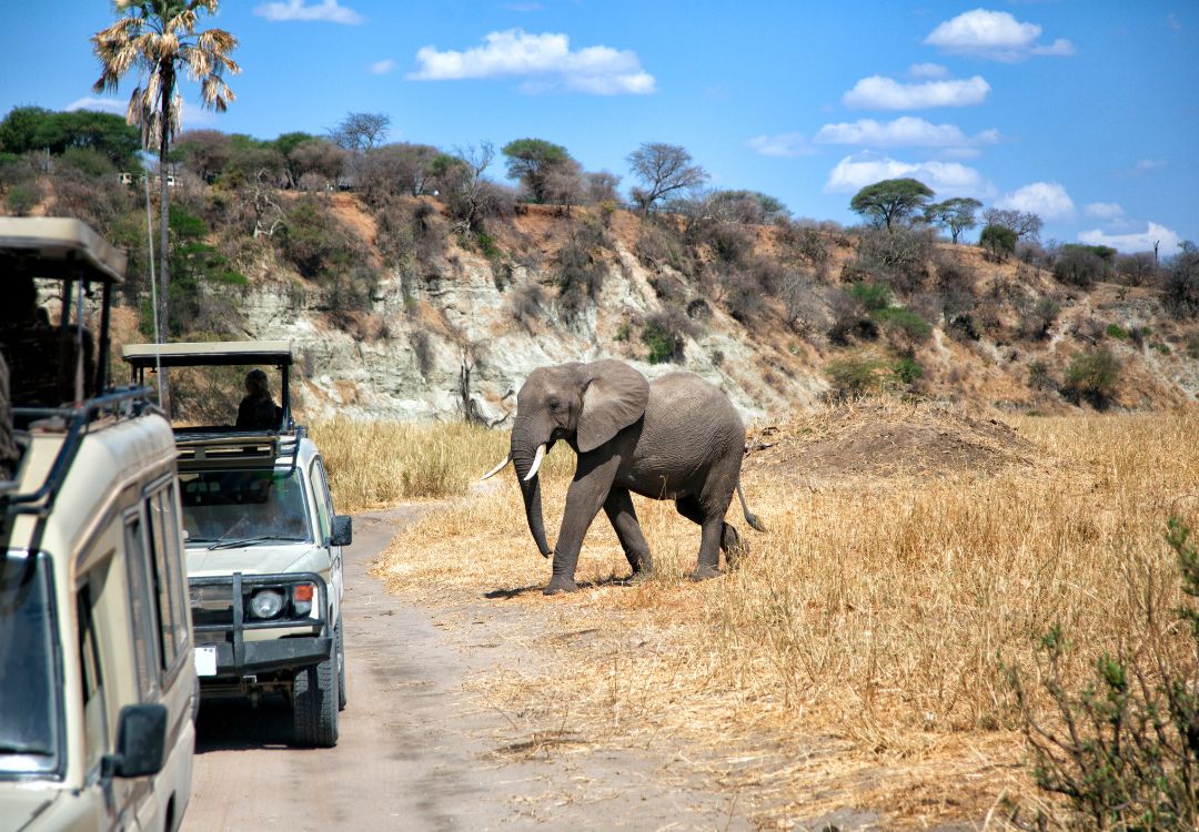 sometimes in africa(83)