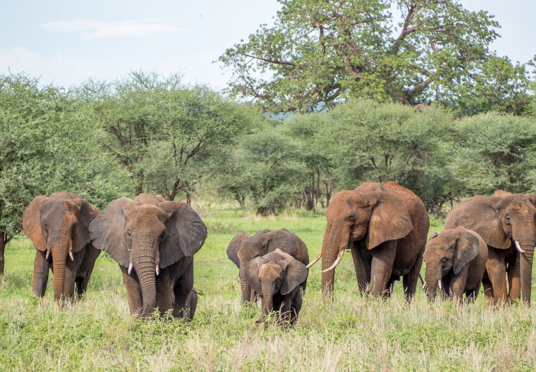 sometimes in africa(85)