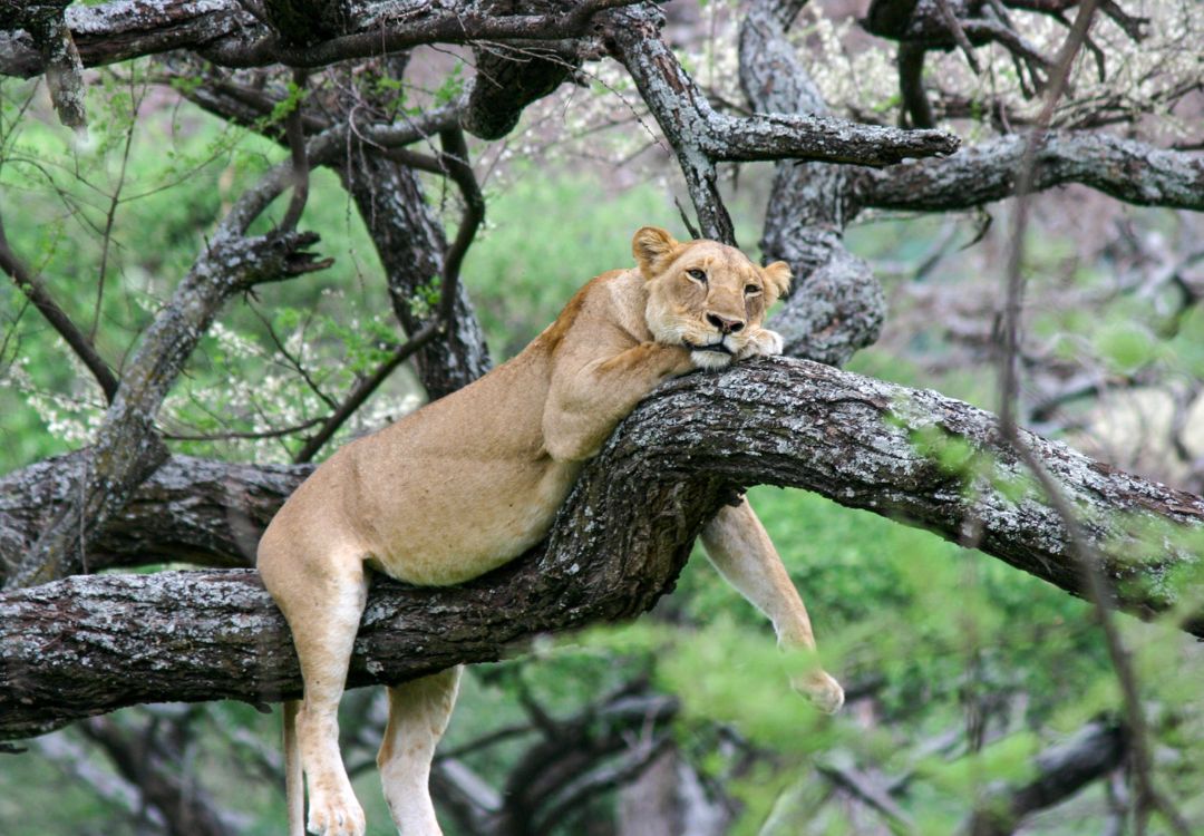 sometimes in africa(86)