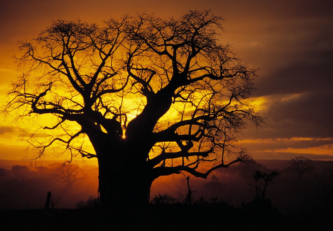 sometimes in africa(88)