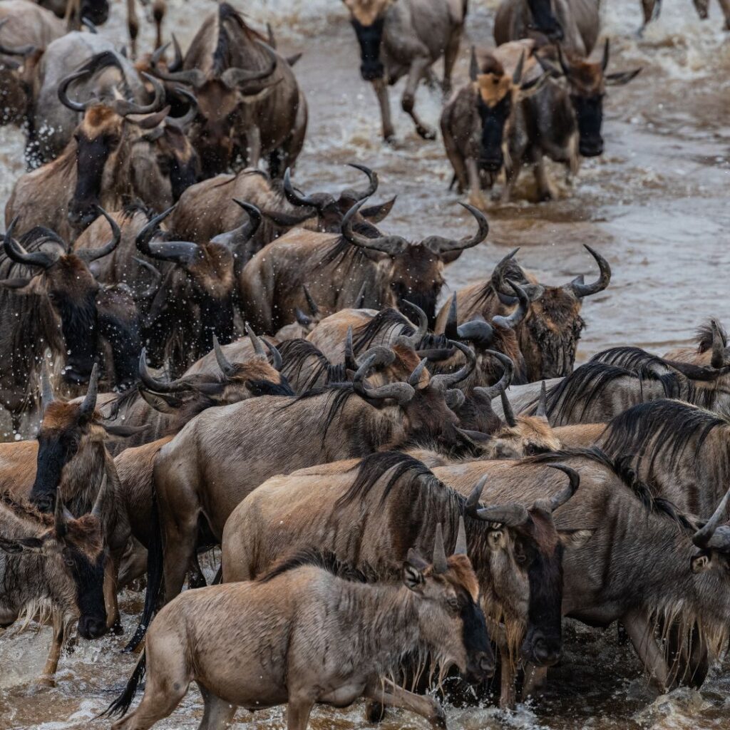 wildebeest sometimes in africa